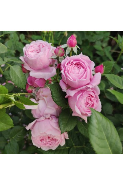 Роза Спіріт оф Фрідом з ароматними бузковими квітами в саду